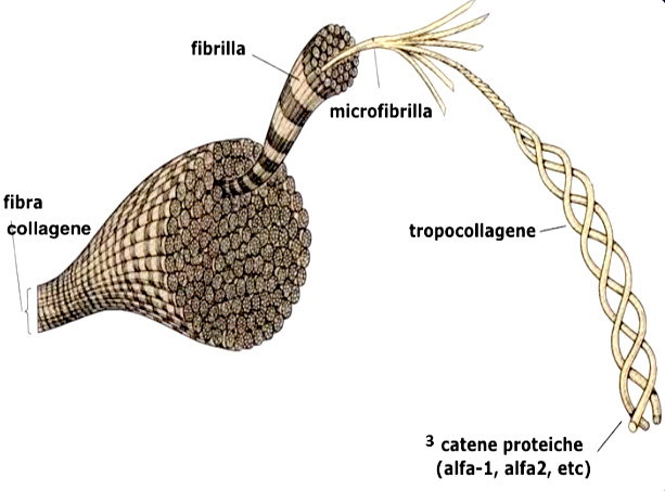 Destiny of the Triple Helix