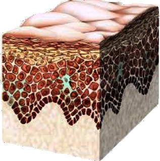 Epidermis