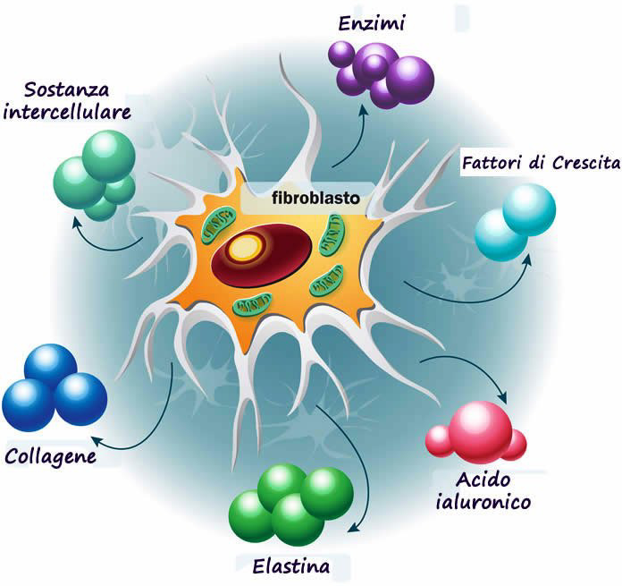 Fibroblast