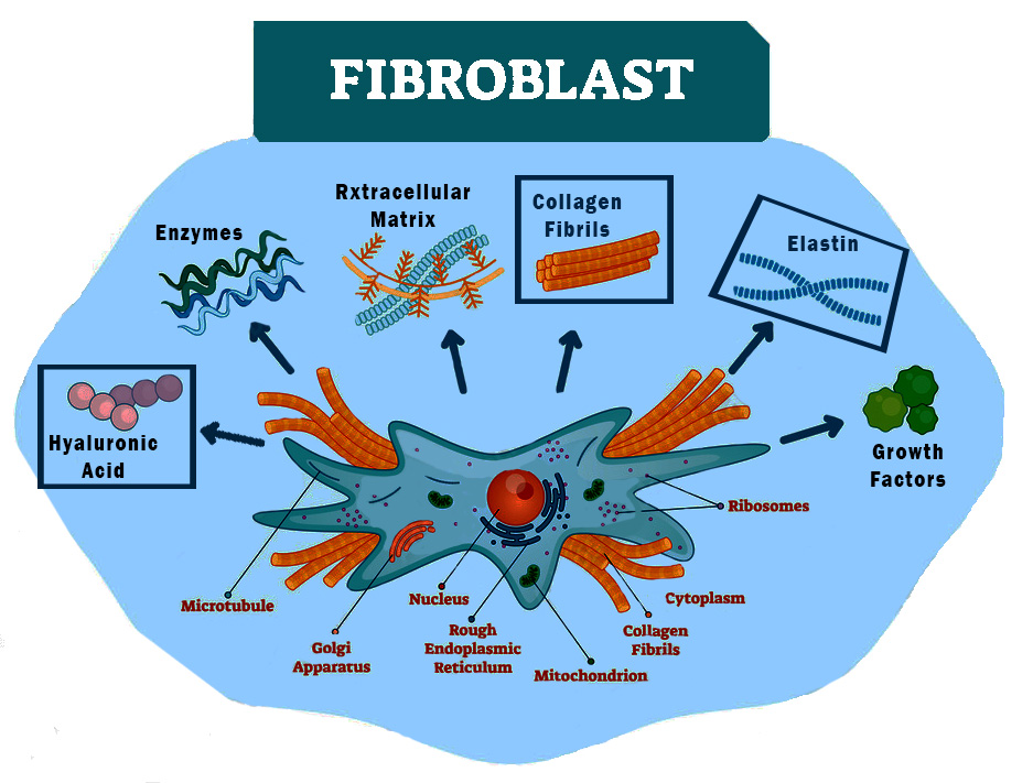 Fibroblast