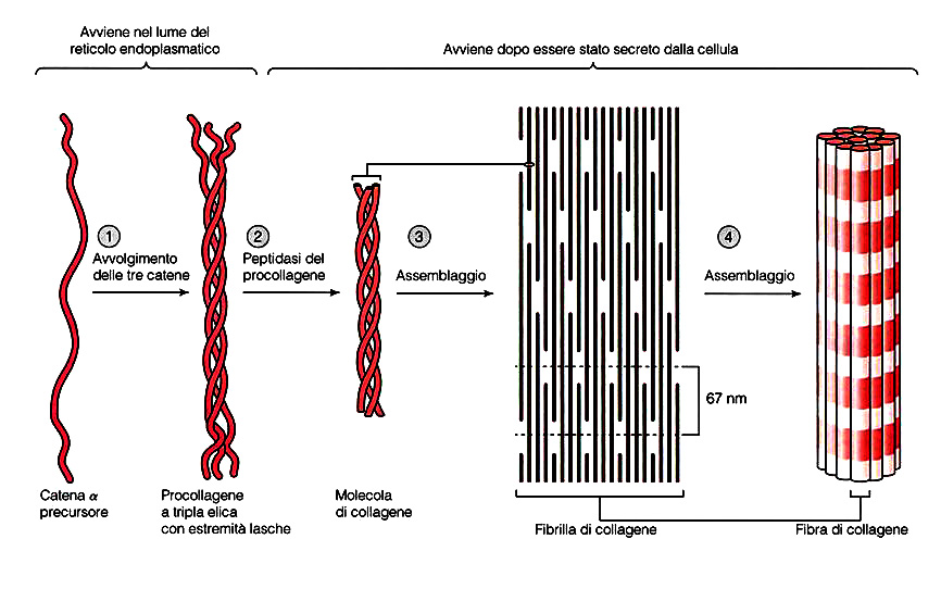 Procollagen Chain(α) formation