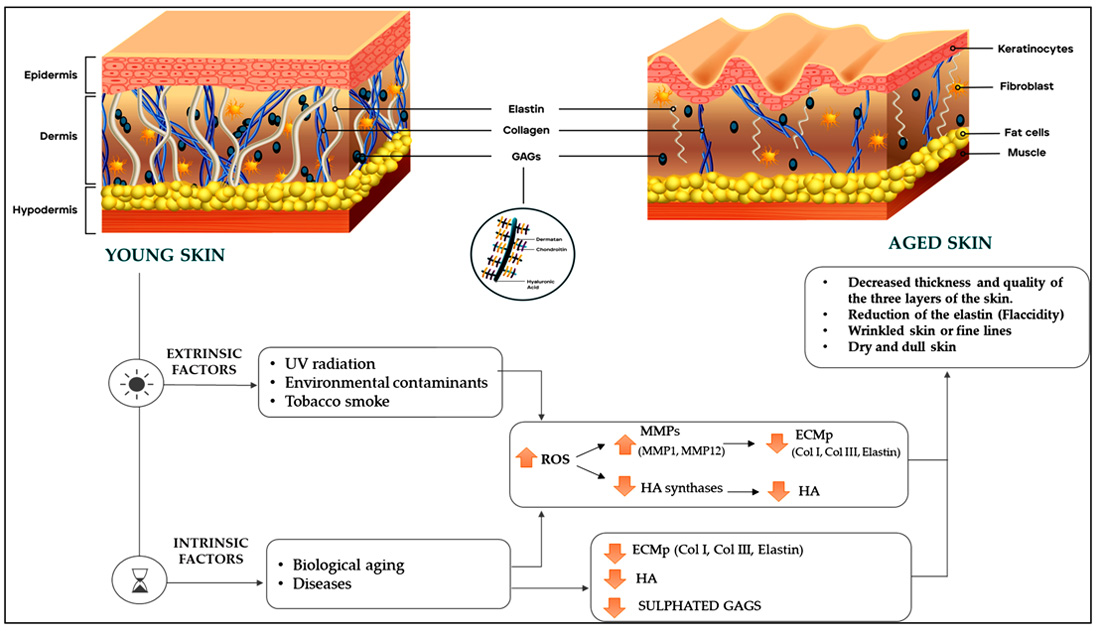 young and aged skin
