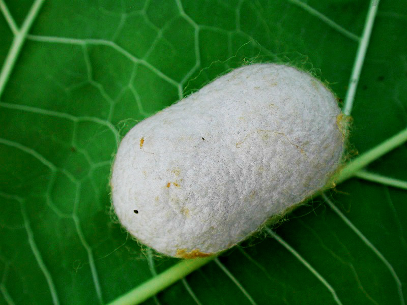 Silkworm